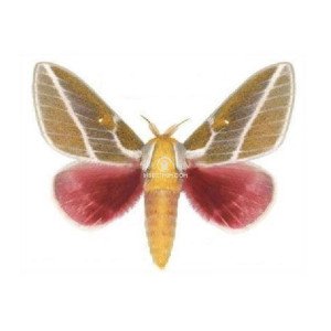 SYSSPHINX RASPA